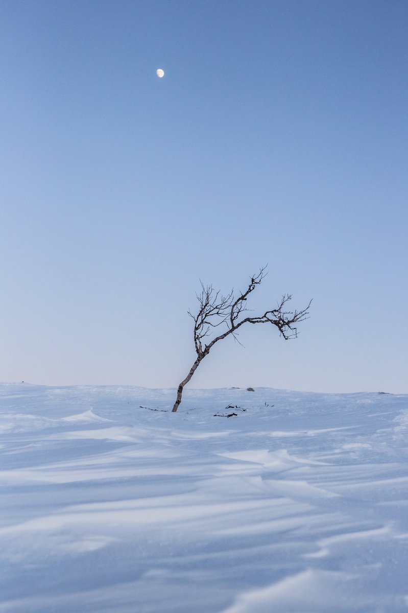 The lone birch 💙

The birch trees up in the fell areas here in the North never seize to amaze me. 

They withstand the harshest conditions, extreme weather &amp; get beaten by the elements &amp; yet, against all the odds they survive &amp; thrive. #lapland #WinterWonderland