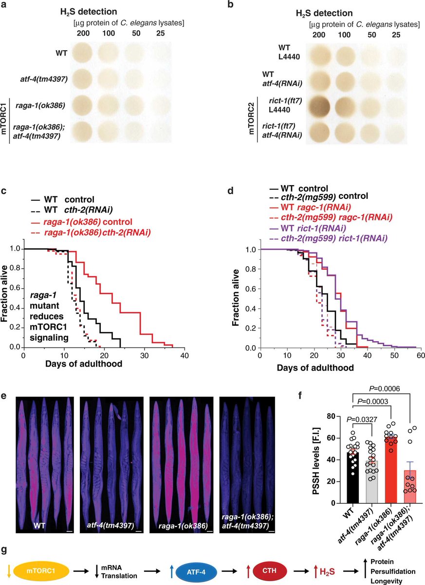 Happy to see it published. #mTOR inhibition preferentially translates #ATF4 upregulating CTH enzyme producing hydrogen sulfide #H2S to promote longevity. <a href="/NatureComms/">Nature Communications</a> <a href="/ETH_en/">ETH Zurich</a> <a href="/harvardmed/">Harvard Medical School</a> nature.com/articles/s4146…