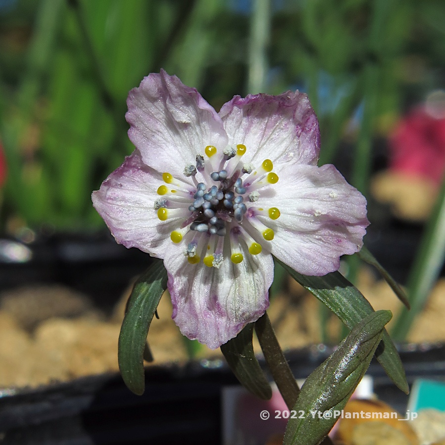 Tweets With Replies By Scottish Rock Garden Club Scottishrockgc Twitter