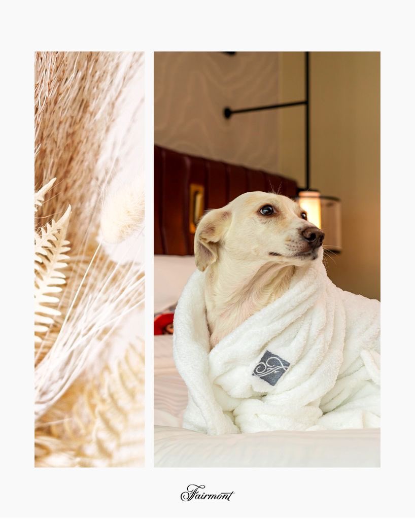 Gofret,the newest canine ambassador at Fairmont Quasar Istanbul! #Gofret was adopted from a local animal shelter. Throughout 2022, #FairmontQuasar #Istanbul will donate €25 of pet feed collected per day to help feed stray animals and support their medical treatments with #HAYTAP