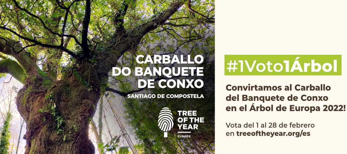 ⚠️ O Carballo do Bosque do Banquete de Conxo necesita un pequeno empuxón para superar ao Carballo Dunin polaco e sexa “Árbore Europea do Ano 2022” Votade aquí: 👇👇👇👇👇 treeoftheyear.org/vote/ 👆👆👆👆👆 🔴 RT para que vote máis xente #VotaCarballo #Galicia @MandaCarballo