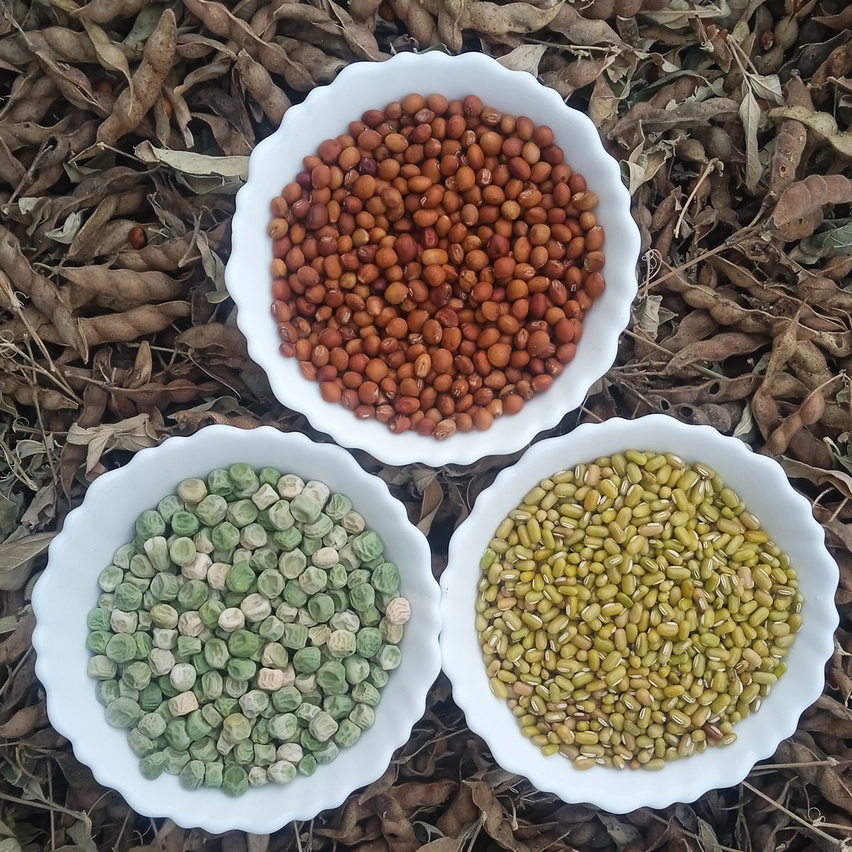 New additions to Seed Bank - Sweet pea, Moong (yellow), Pigeon pea, & Rosella. All indigenous pest resilient varieties. Check our website (link in bio) for the complete list of seeds & prices. 

#seeds #heirloomseeds #permaculture #naturalfarming #organicfarming #organicseeds