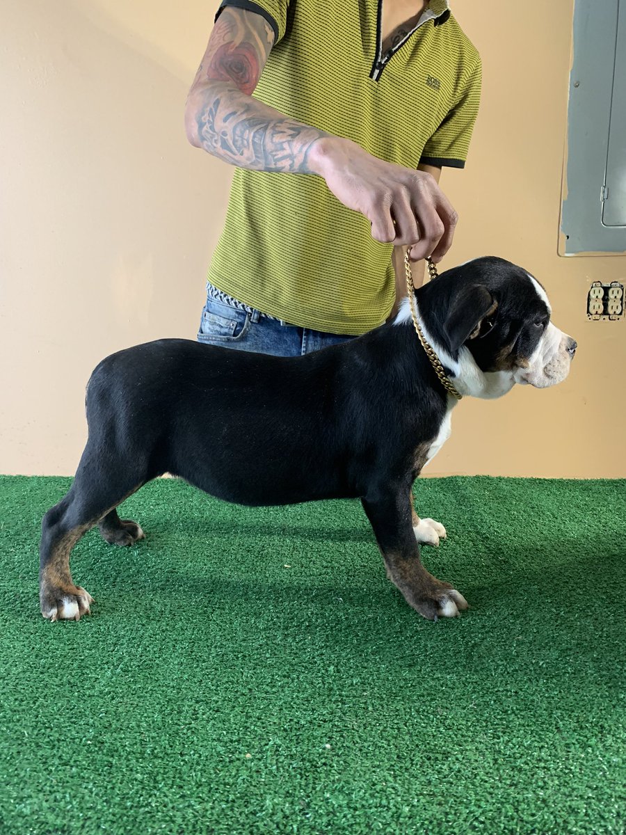 1BullyHQ's tweet photo. 5Month Old #pocketbully #available For #ADOPTION #1bullyHQ #registered https://t.co/N6jcAzLQKy