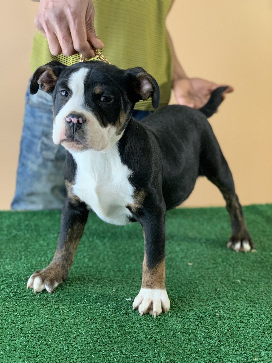 1BullyHQ's tweet photo. 5Month Old #pocketbully #available For #ADOPTION #1bullyHQ #registered https://t.co/N6jcAzLQKy