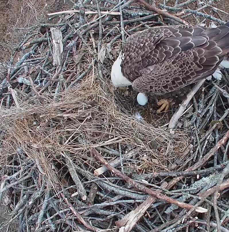 So exciting! Check out <a href="/cardinal_land/">CardinalLandConservancy</a> live web cam 🥚🦅💚cardinallandconservancy.org/eagle-camera/