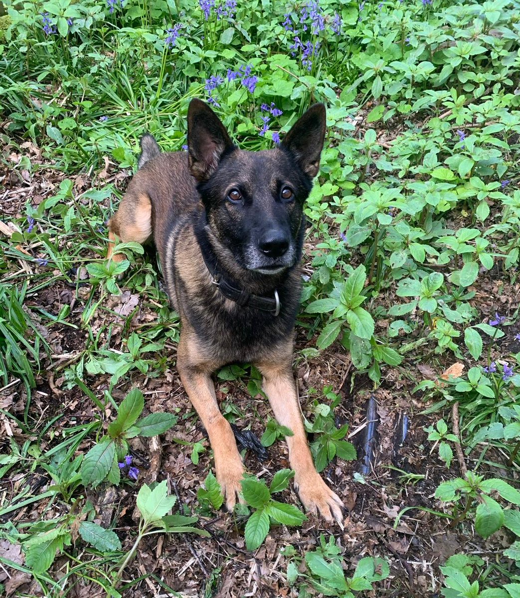PSOSDogs's tweet photo. Thanks to #PDBen and his nose, a life has been saved. During the night he located a vulnerable missing person in Lanarkshire. He tracked deep into the woods to find her in freezing conditions. In the nick of time she is now recovering in hospital #LifeSavingDog #ItsOkToNotBeOk https://t.co/Ij1smQYfzN