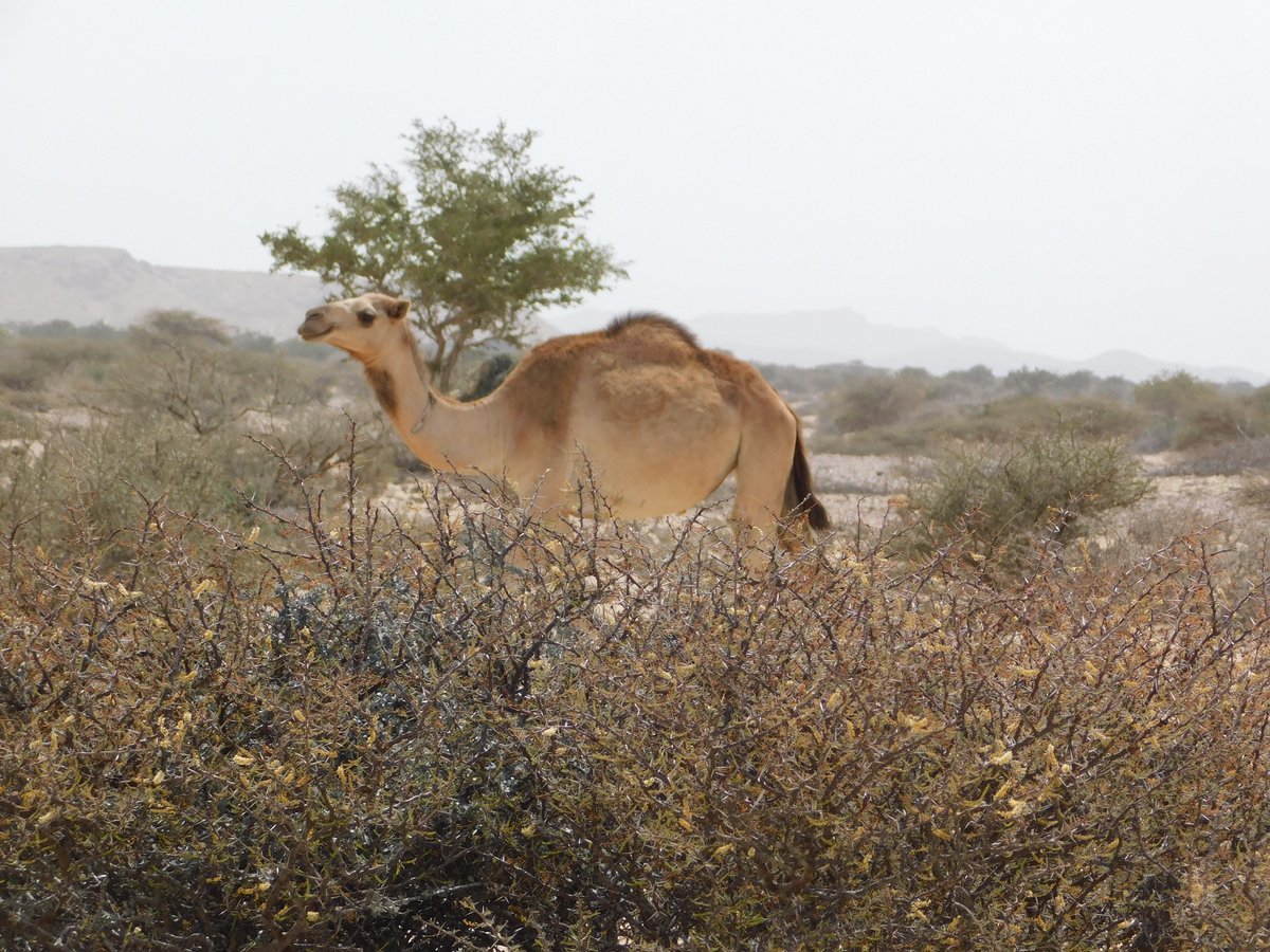 aiawaleh's tweet photo. Somewhere in Guban area, south of Berbera. What are some of the vegetation species you expect to see in such landscape?
#Camels #Desert #NaturePhotography #Somaliland https://t.co/SvBnNq52N5