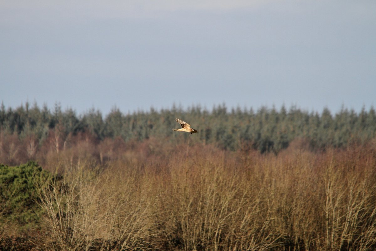 A few distant photos of a Hen Harrier taken two weeks ago.
Always a magnificent bird to see in their natural habitat in Ireland.
Coming down from the mountains to hunt in a bog.
<a href="/HarrierIreland/">Hen Harrier Ireland</a> <a href="/HenHarrierProj/">Hen Harrier Project</a> <a href="/IrishRaptorSG/">Irish Raptor Study Group</a>
