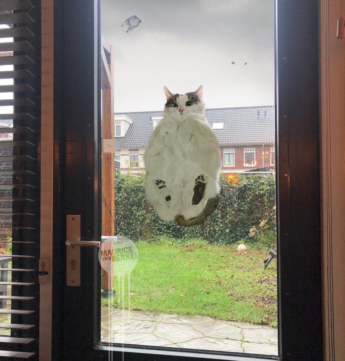 Maurice van Berkel (@mvan_berkel) on Twitter photo Onze kat komt zojuist aanwaaien.
#Eunice Onze kat komt zojuist aanwaaien.
#Eunice