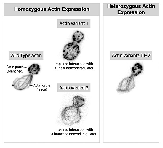 The EMBO Journal (@embojournal) on Twitter photo Why do eukaryotes need multiple #actin variants when others can do with one?
<a href="/maikaboiero/">Micaela Boiero Sanders</a> <a href="/AlpheeMichelot/">Alphee Michelot</a> et al <a href="/centuri_ls/">CENTURI - Turing Centre for Living Systems</a> show via gene swaps in yeast that specific key interactors segregate actin isoforms into distinct cellular networks
embopress.org/doi/10.15252/e… Why do eukaryotes need multiple #actin variants when others can do with one?
<a href="/maikaboiero/">Micaela Boiero Sanders</a> <a href="/AlpheeMichelot/">Alphee Michelot</a> et al <a href="/centuri_ls/">CENTURI - Turing Centre for Living Systems</a> show via gene swaps in yeast that specific key interactors segregate actin isoforms into distinct cellular networks
embopress.org/doi/10.15252/e…