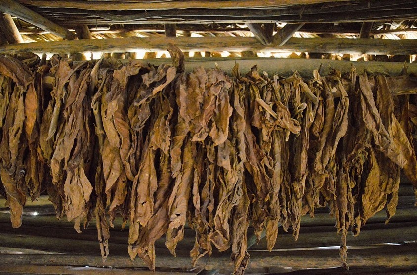 The art of the Cuban Tabaco. 

------

📸: @dephotos.it

#cigarro #puro #cuba #viñales #vinalescuba #cubano #smoke #tobacco #tobaccoleaf #cubatravel #visitcuba