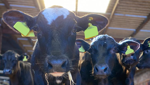 Happy Friday!

At blade we want to provide farmers with security and stability, the very best genetics, and a premium beef animal with a lower carbon footprint.

#businessofbeef #bladefarming #integratedbeef #sustainablebeef