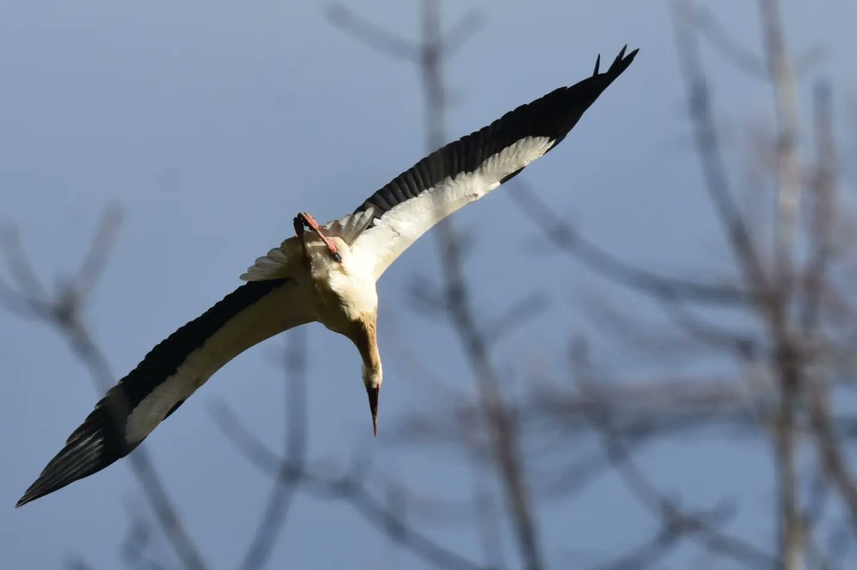 DavidPittet245's tweet photo. Magnifique après-midi 🤩📸 cigogne et cormoran 📸🤩 https://t.co/9wqIHk5gPj