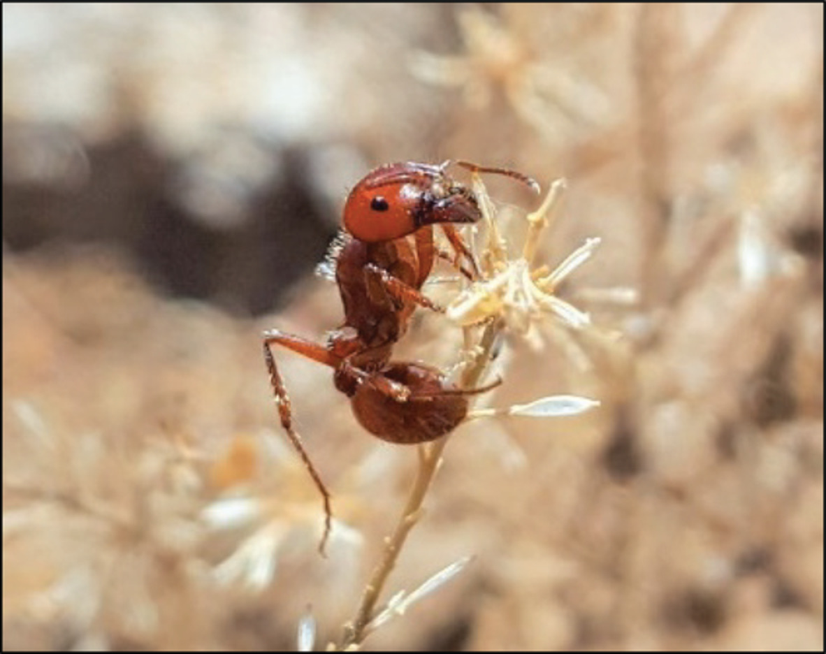 Ecological Entomology tweet media