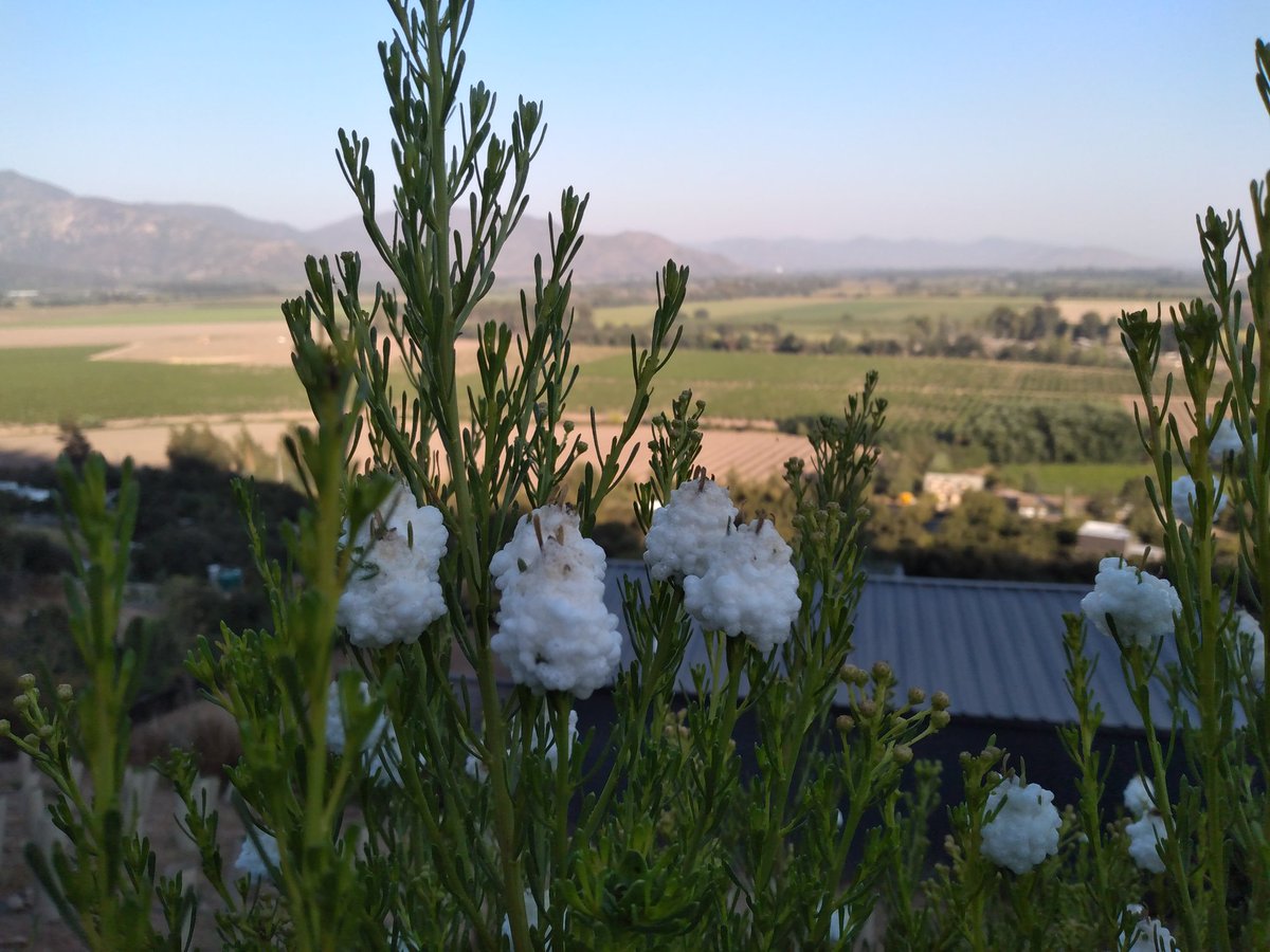 bioBlogia's tweet photo. Este humilde servidor público y microbiólogo cumple hoy 50 años. Nada como celebrarlo con mi amada esposa en el Valle de Colchagua. #Apalta #PalcosApalta https://t.co/JdSp2p8Hha