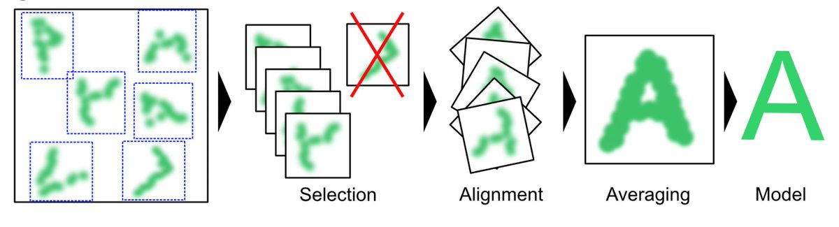 afonsomendes92's tweet image. Mapping entire structures with high detail and molecular specificity might be too much for your #superresolution microscope. This is where #SingleParticleAnalysis comes in. It combines information from several copies of the structure into one final model 🤓