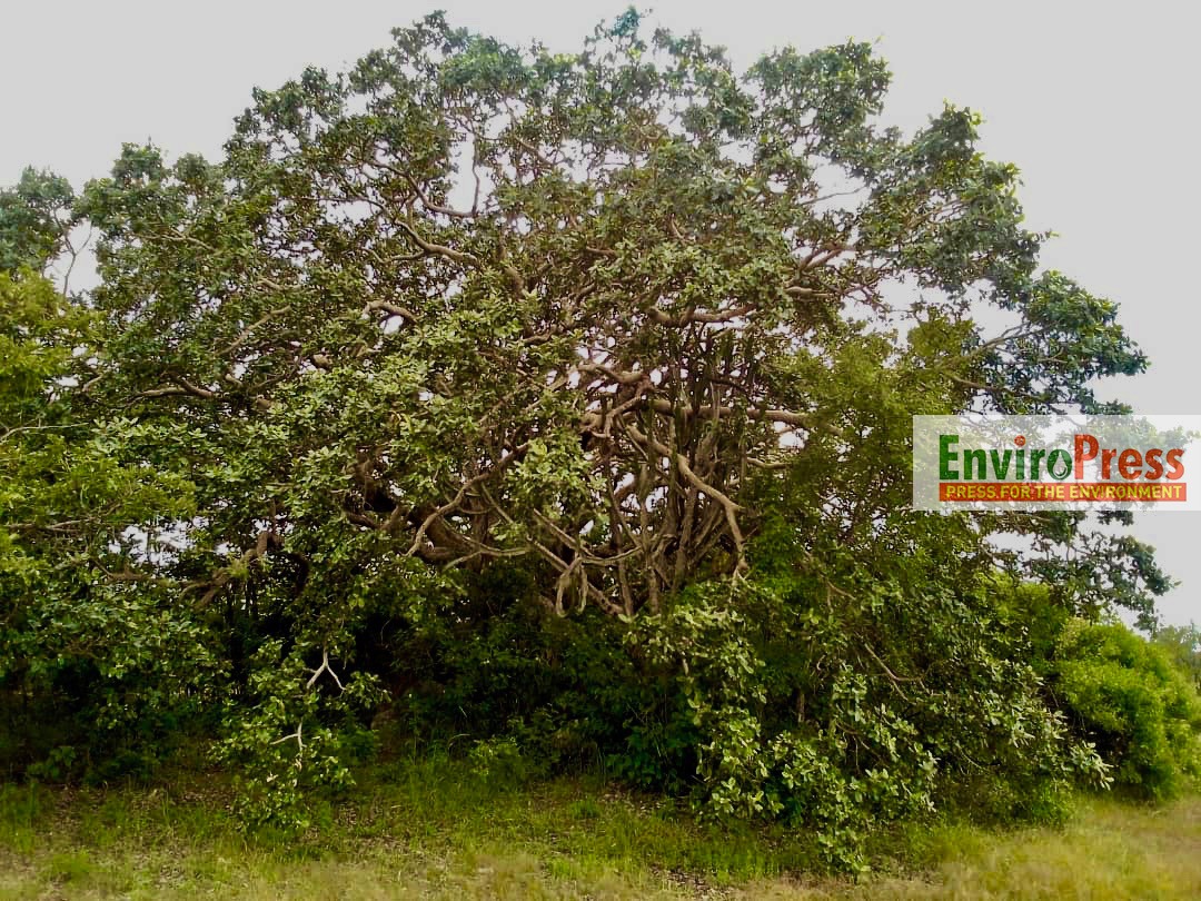 EnviroPress tweet media