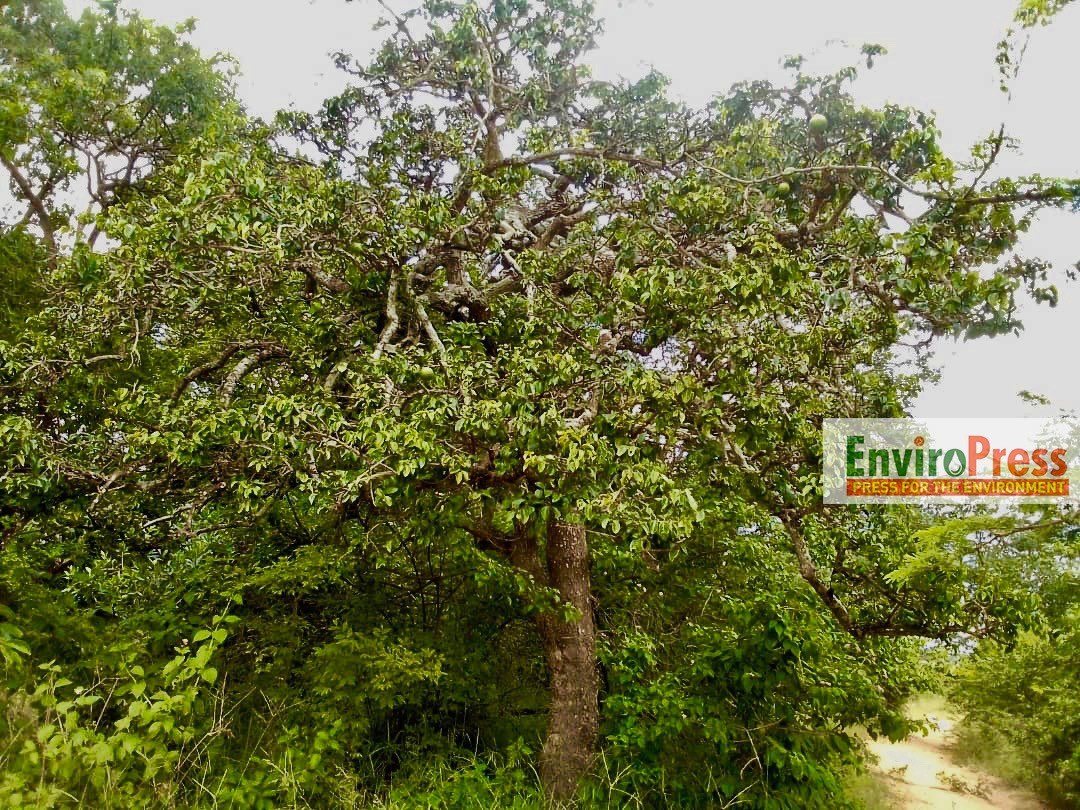 EnviroPress tweet media