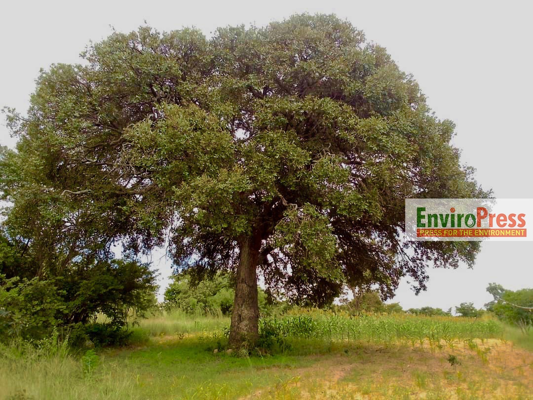 EnviroPress tweet media