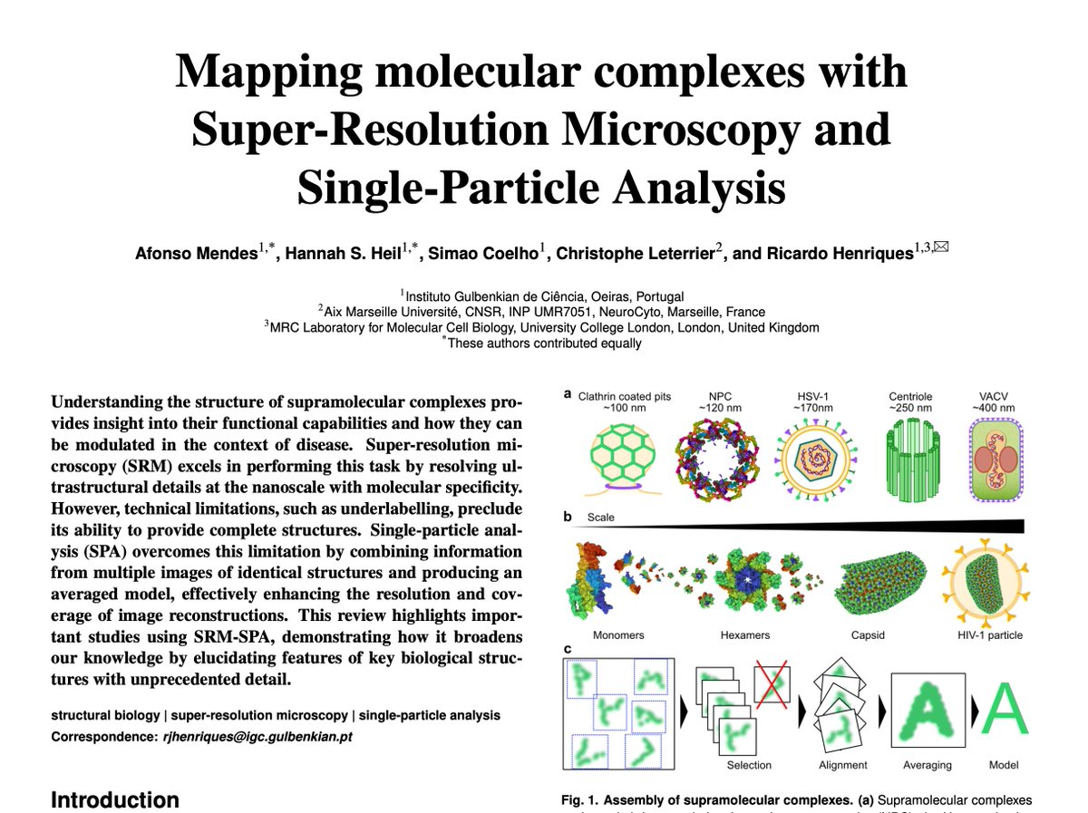 HenriquesLab's tweet image. 🚨🔬😍 @afonsomendes92 @Hannah_SuperRes and @simaopc #preprint is out! An awesome collaboration with @christlet 

An extensive review on structural discovery and analysis with #SuperResolution using #SingleParticleAnalysis. 

Check it out in doi.org/10.48550/arXiv…