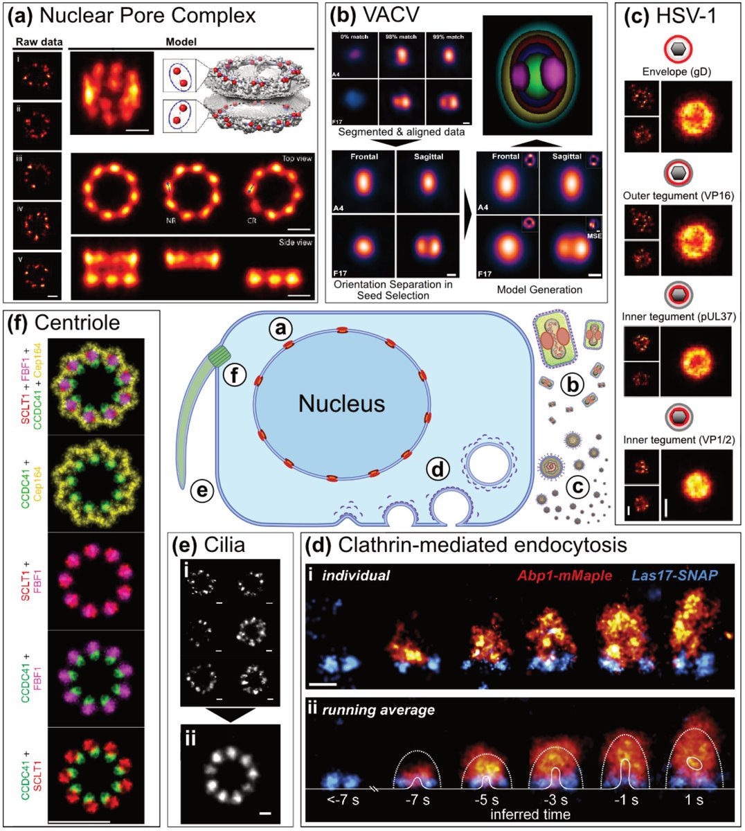 HenriquesLab's tweet image. 🚨🔬😍 @afonsomendes92 @Hannah_SuperRes and @simaopc #preprint is out! An awesome collaboration with @christlet 

An extensive review on structural discovery and analysis with #SuperResolution using #SingleParticleAnalysis. 

Check it out in doi.org/10.48550/arXiv…