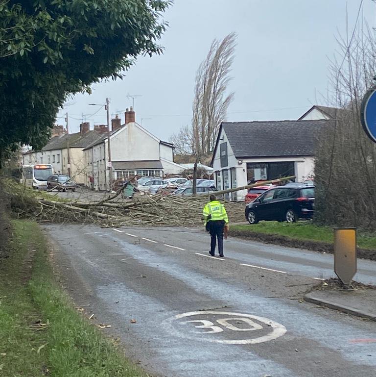 Tree down across the A377 at Newton St Cyres #Devon #StormEunice - pic from Hanlons Brewery