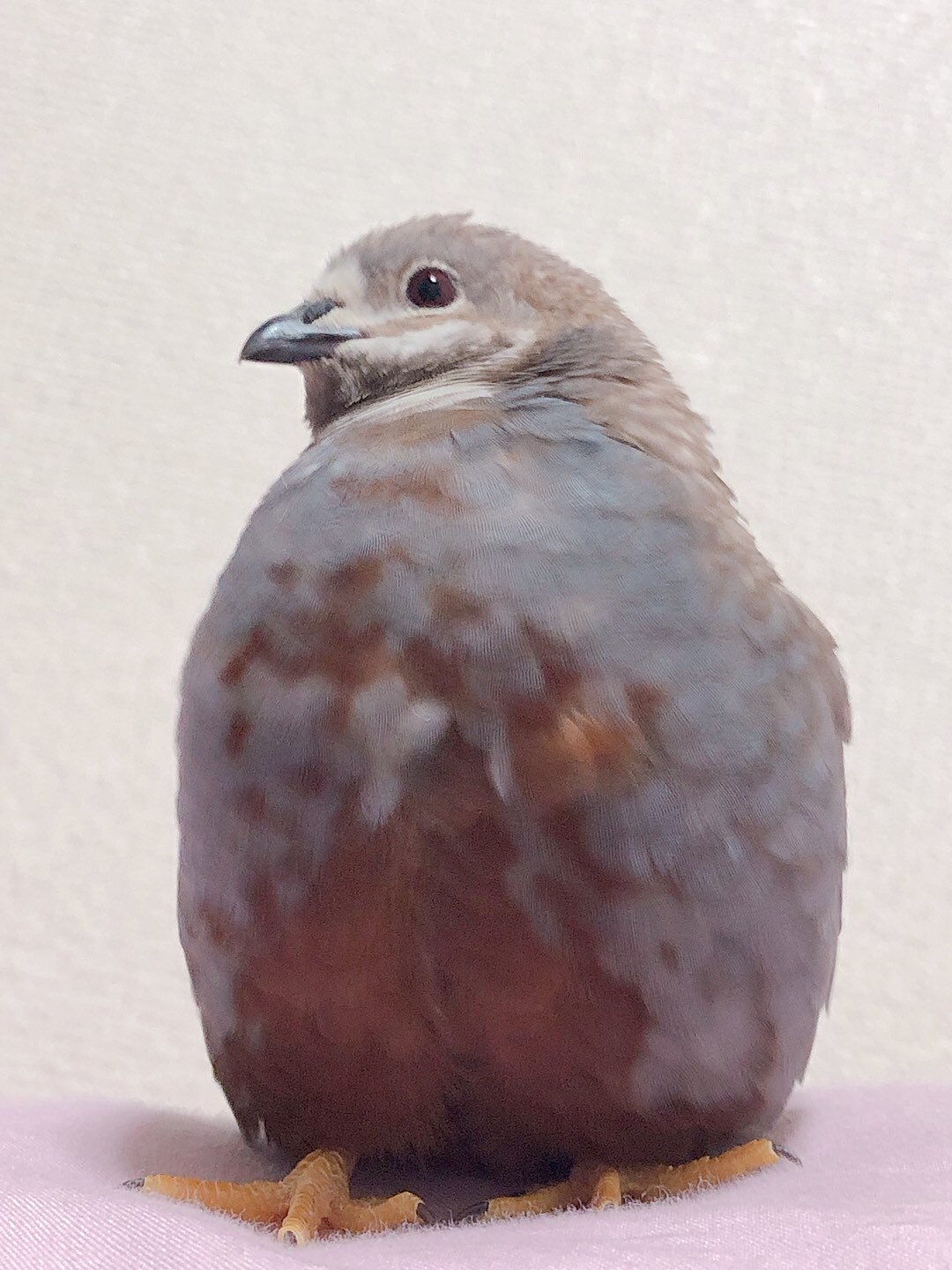 うずらｸﾝ Uzura Chun1217 Twitter