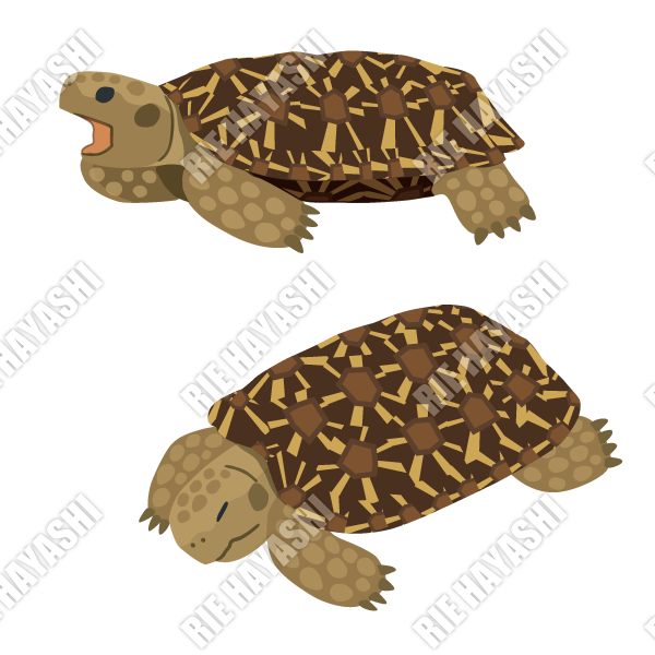 カメさんのイラスト Togetter カメさんのイラスト Togetter