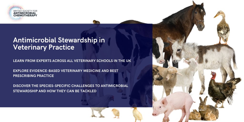 BSACandJAC's tweet photo. #AMS is important in all forms of medicine, including veterinary practice.🐕 If you work in veterinary prescribing, then this course is for you! Learn about the steps you can take to #keepantibioticsworking and reduce emerging resistance. 
Join🖊️
https://t.co/olsWYOUMND
#VetAMS https://t.co/CLLbHhmOAU