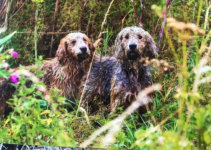ECMH_Official's tweet photo. Well it’s blooming windy out there and the part of the granary roof is already lying out in the field. 

Here’s a memory of a sweltering  summer’s day of minkhounds on the river untroubled by any breath of wind.

https://t.co/uxcb5IFaSh

#Minkhounds #Minkhunting #KeepHunting https://t.co/HkPLUzSWbV