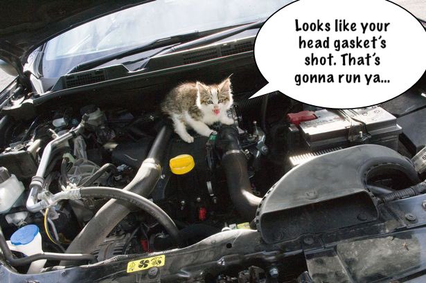 MersonAuto's tweet photo. FRIDAY FUNNY. Kittens are cute but very few of them are trained mechanics. Please see us for a second opinion. https://t.co/BGR6LedbL4