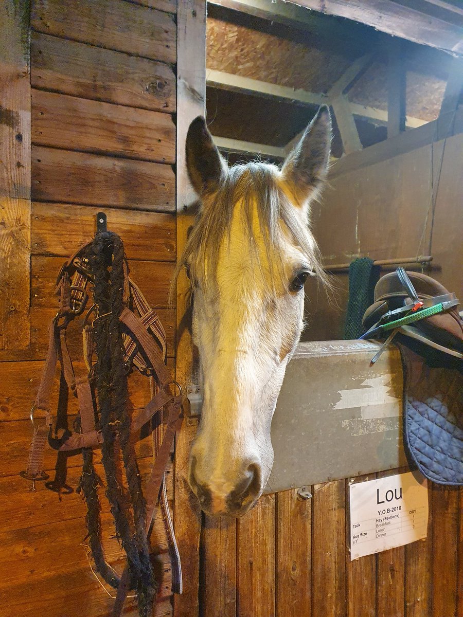 All the gear and no idea! 🤓😅 funny how this was said me last night at horseriding and today doing masters project class is how I feel, I have a pile of books 📚 🙃but feel like I have no time to absorb and read the information <a href="/UALTLE/">The Exchange UAL</a> #research #horseriding #ualtle #masters