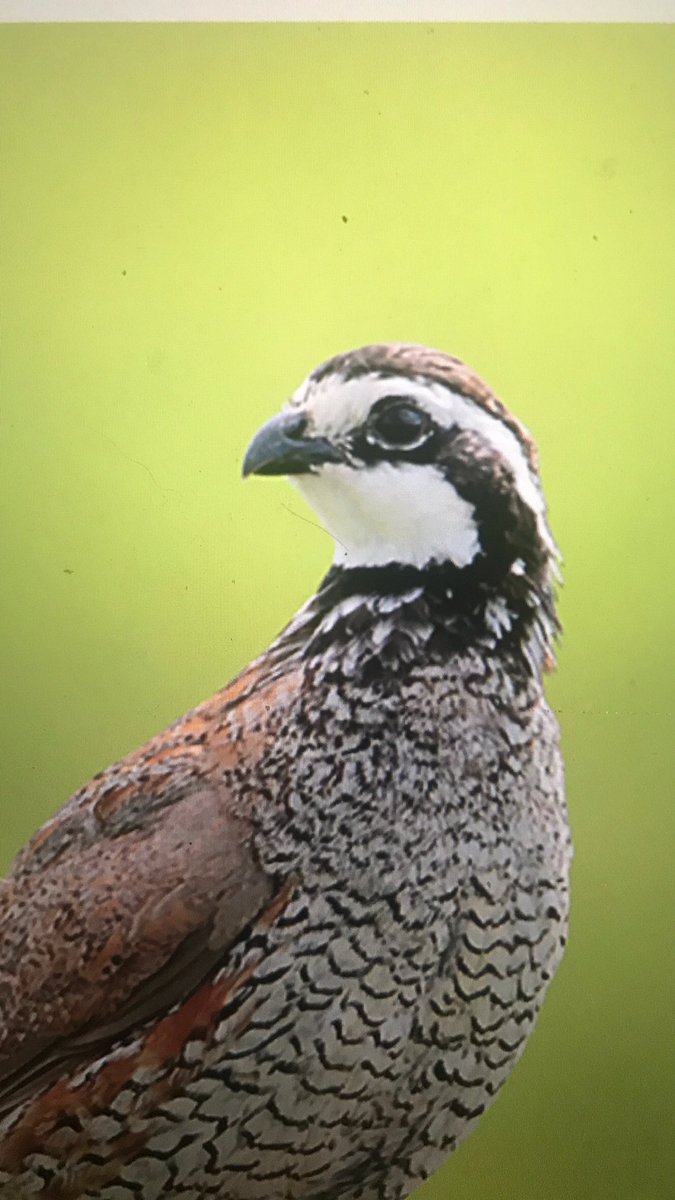 gamebirddoc's tweet photo. Please share:  https://t.co/jOp78UXqqK https://t.co/U5m7zu6dLE