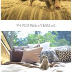 ツイートに含まれる画像