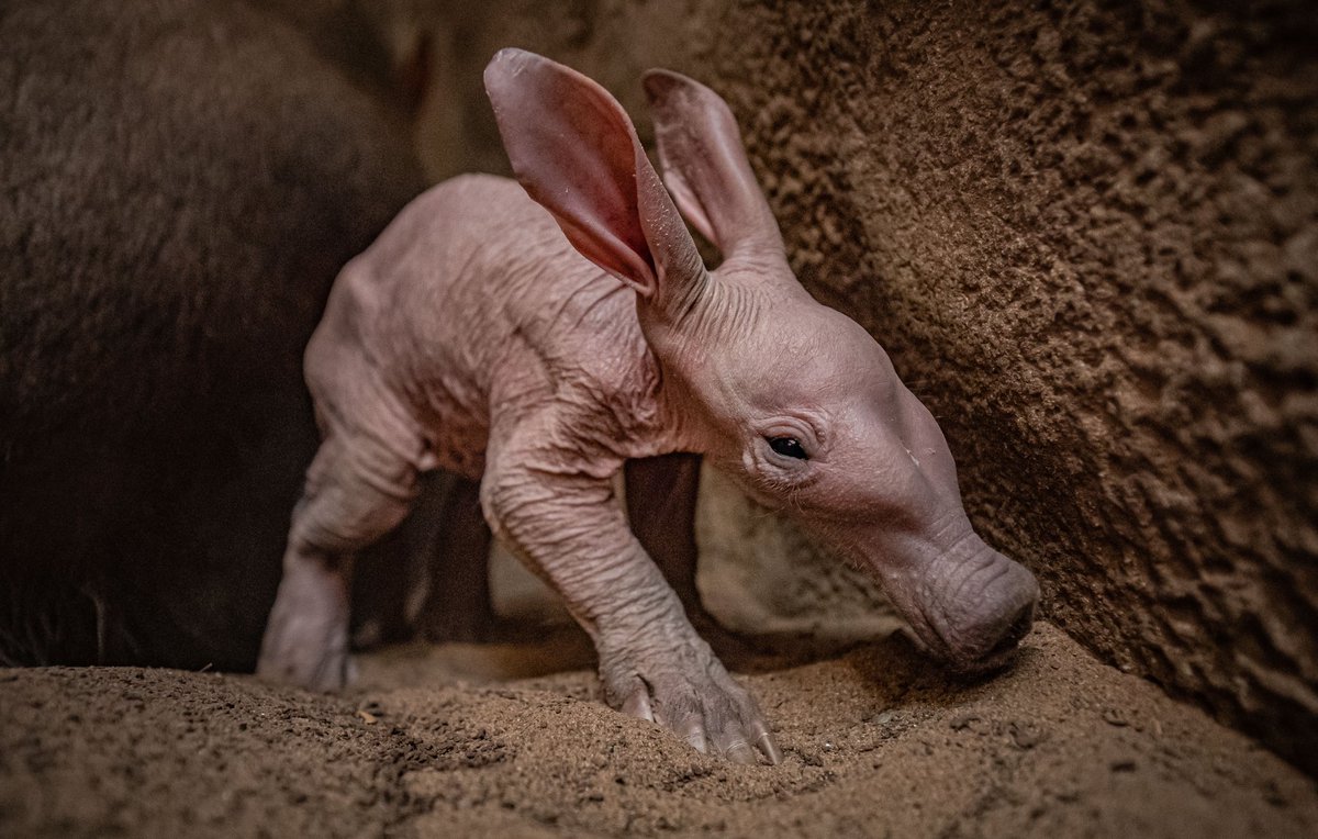 …IT’S A GIRL 😍♥️

We’re over the moon to reveal that our new aardvark calf Dobby is a baby girl 🥰🙌

#chesterzoo #wildlife #conservation #aardvark
