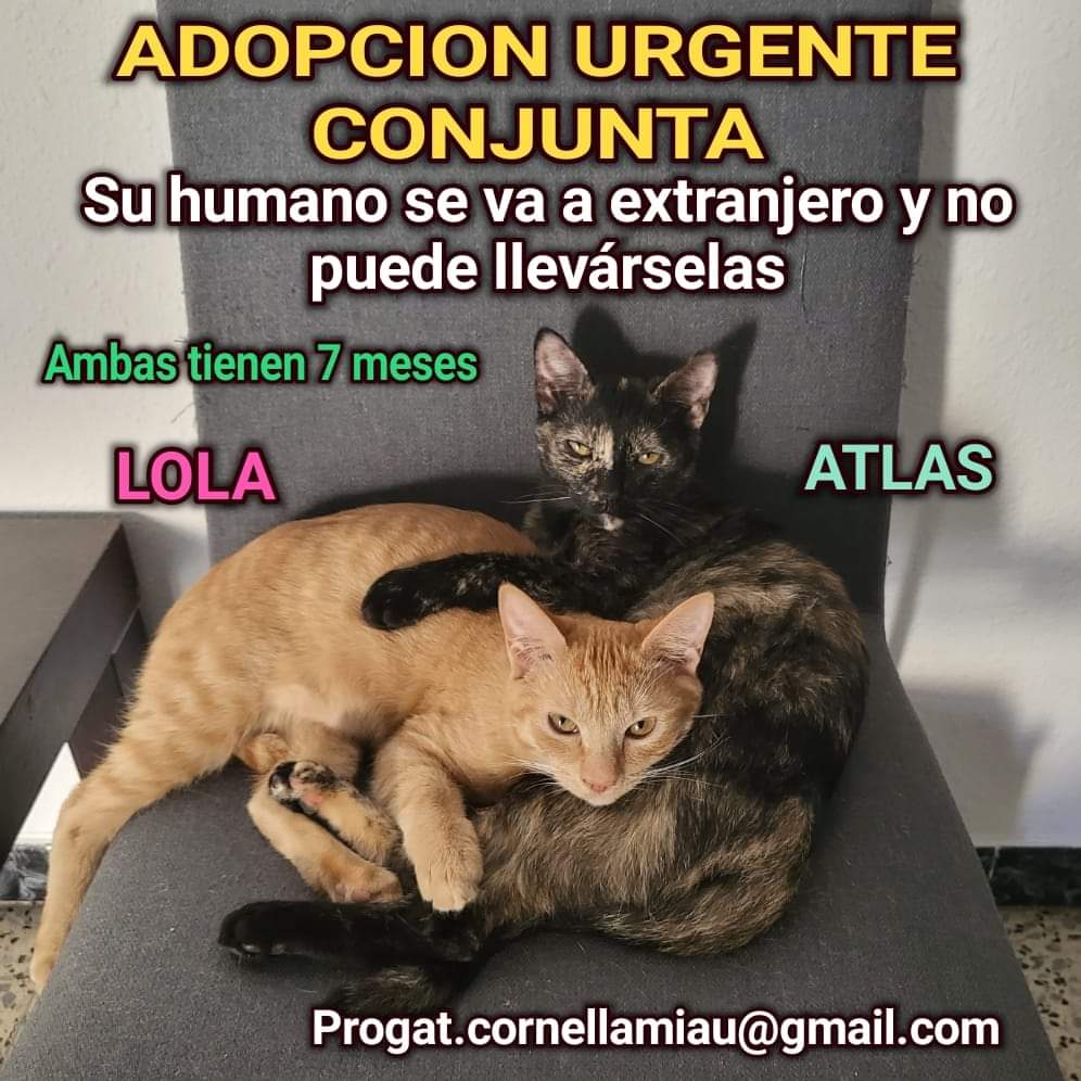 Es un caso que nos piden ayuda...Si lo difundimos quizás puedan encontrar un nuevo HOGAR. Muchas gracias.
Por lo que sé son dos Gatas tímidas.
Gracias de nuevo, y a ver si entre tod@s lo conseguimos.
Barcelona y alrededores