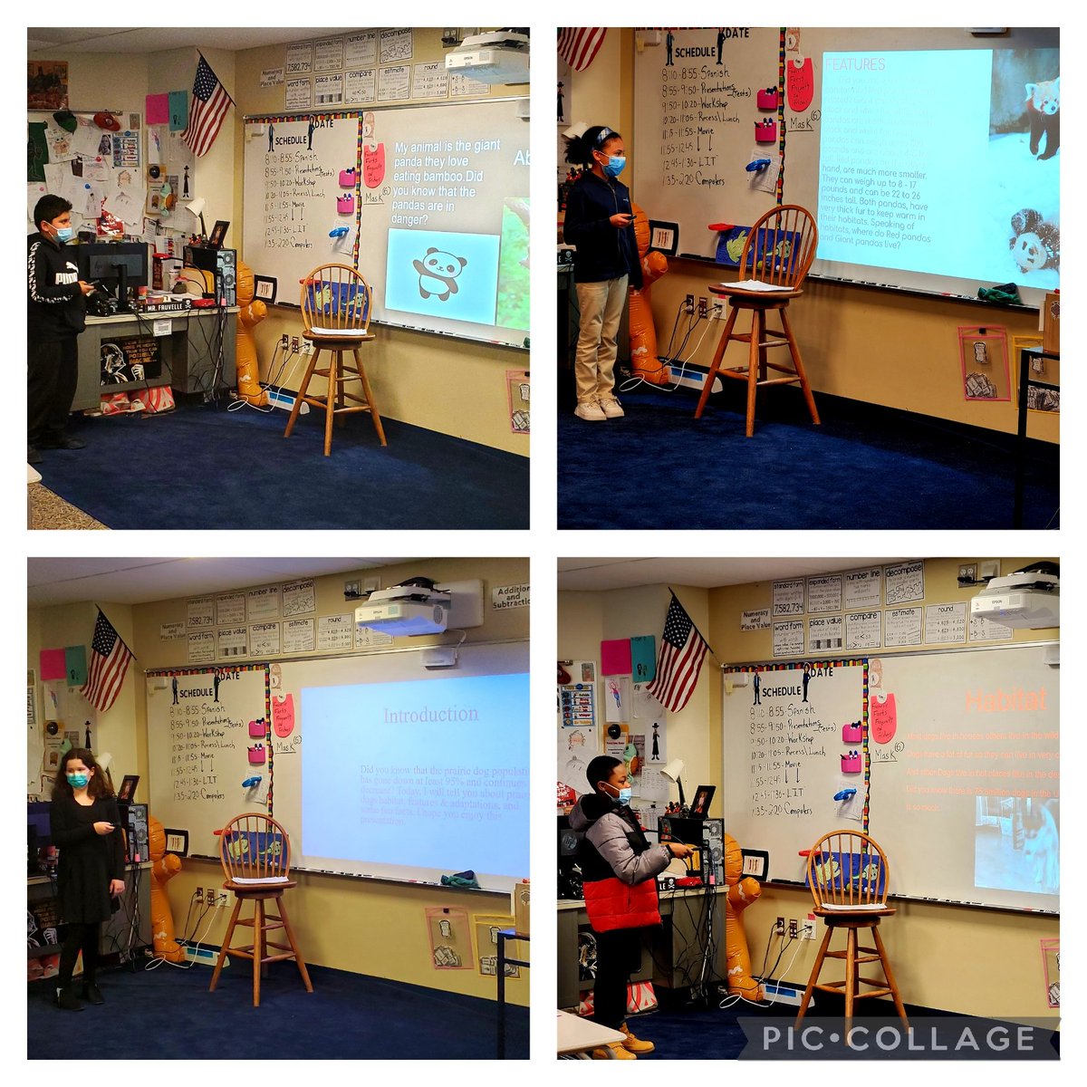 FabFauvelle's tweet photo. Students shared with the class their animal presentations.  Students researched, wrote and created a Google slides presentation about an animal, its habitat and its adaptations. Everyone did an awesome job!
@FoxboroughRCS @LuisSoriaFRCS #fabulousfauvelle #Science https://t.co/aavjKkPBPE