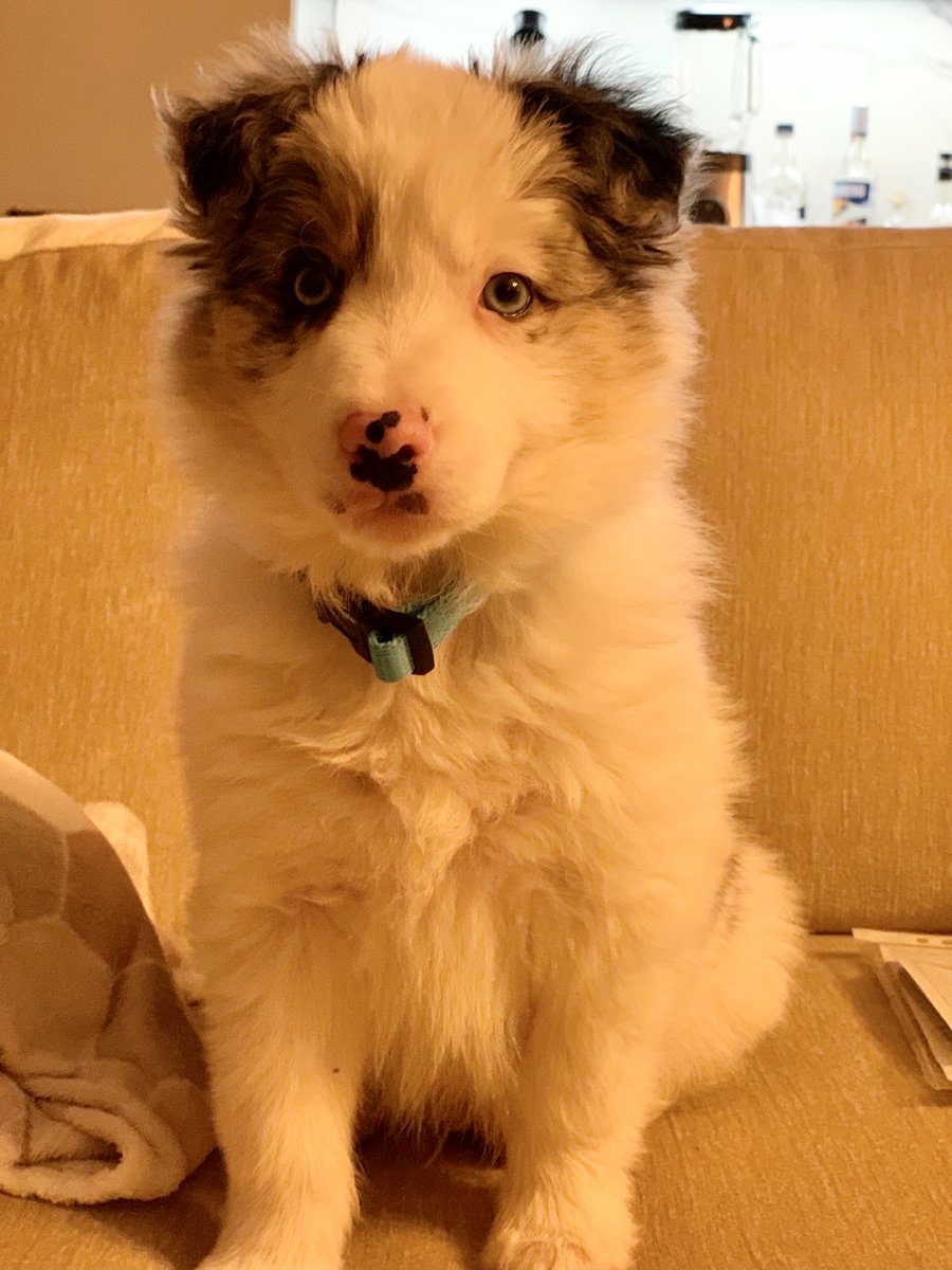 Merlin, my 3 month old puppy 💕😍🥰 (border colie)