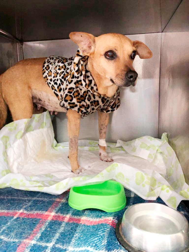 AdoptaNC's tweet photo. #Libi, tuvo una cirugía muy complicada y riesgosa, dónde nuevamente se le extrajo una masa que se encontraba muy adherida a sus órganos, y dónde los cirujanos tuvieron que fracturar su pelvis y reconstruirla de nuevo. 😔 https://t.co/V1K5kpgVQq