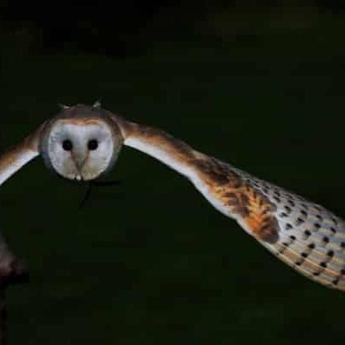 huitzitoo's tweet photo. Belleza nocturna https://t.co/BESjHmnamH