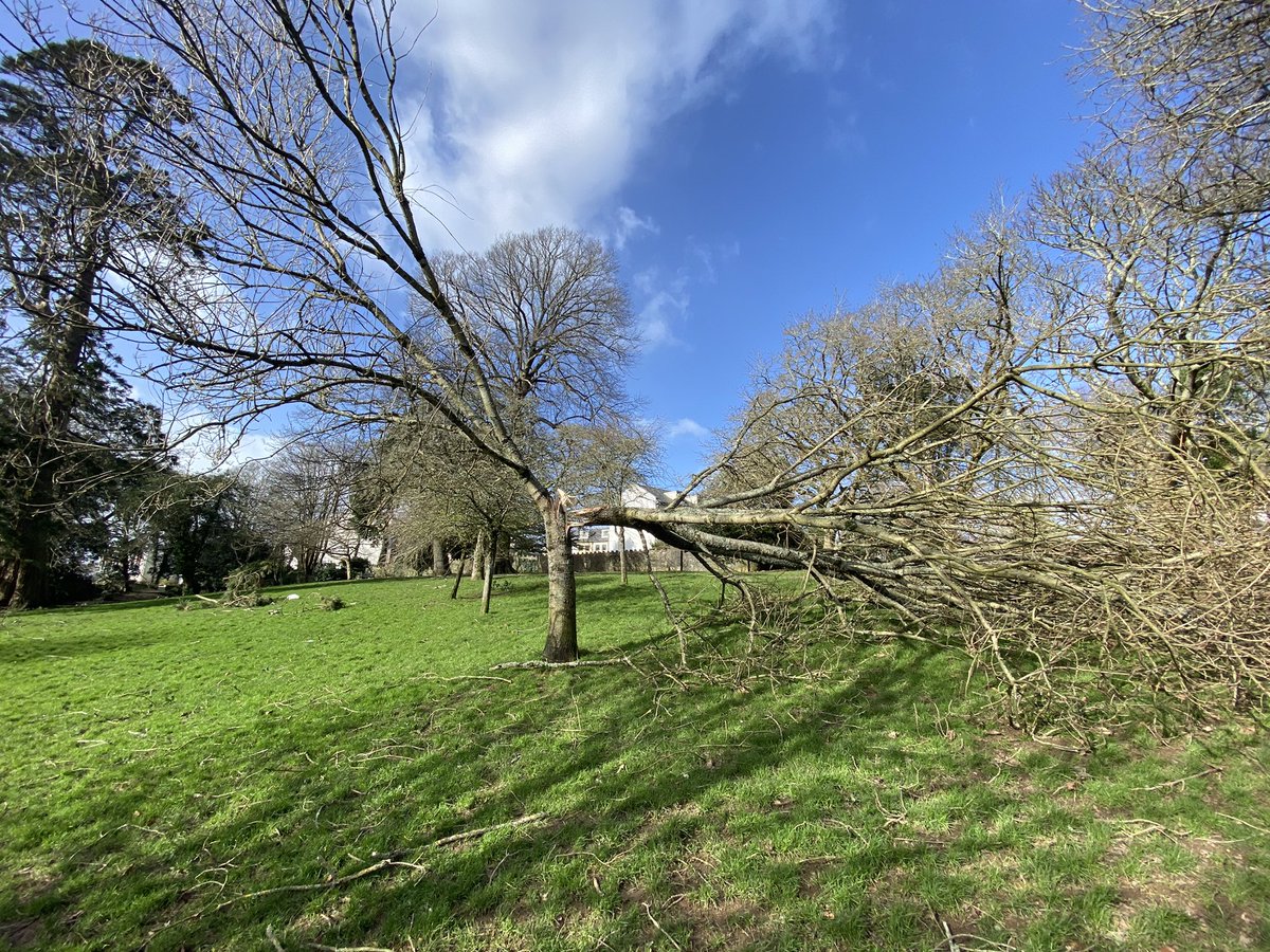 abigaileaton's tweet photo. Quite a few trees down in Plymouth today 💨 🌳 🌳🌳 💨  #StormEunice @plymouthcc  @Plymouth_Live https://t.co/EuVxiBvJdC