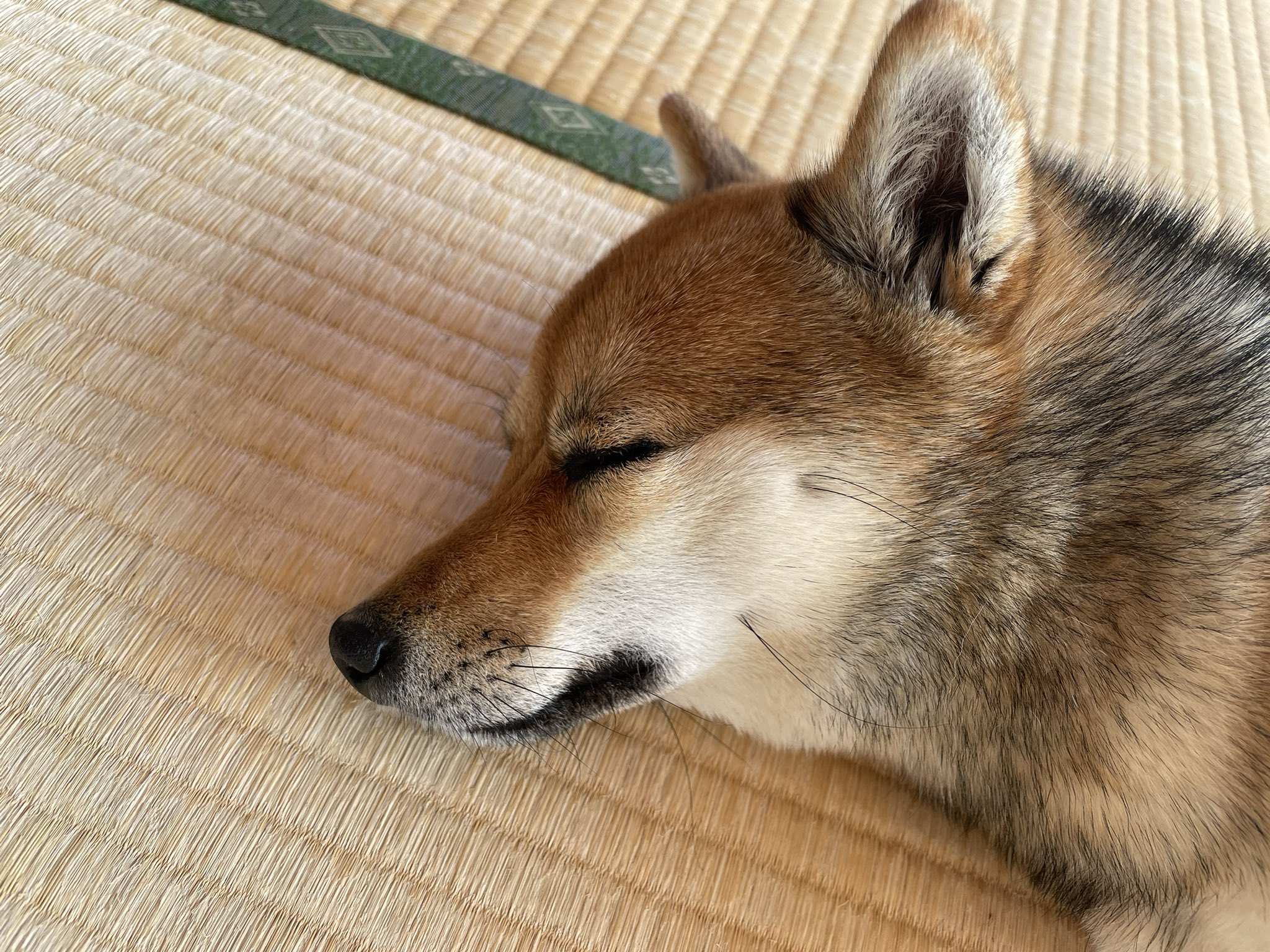 犬日記 Haru The Dog Twitter