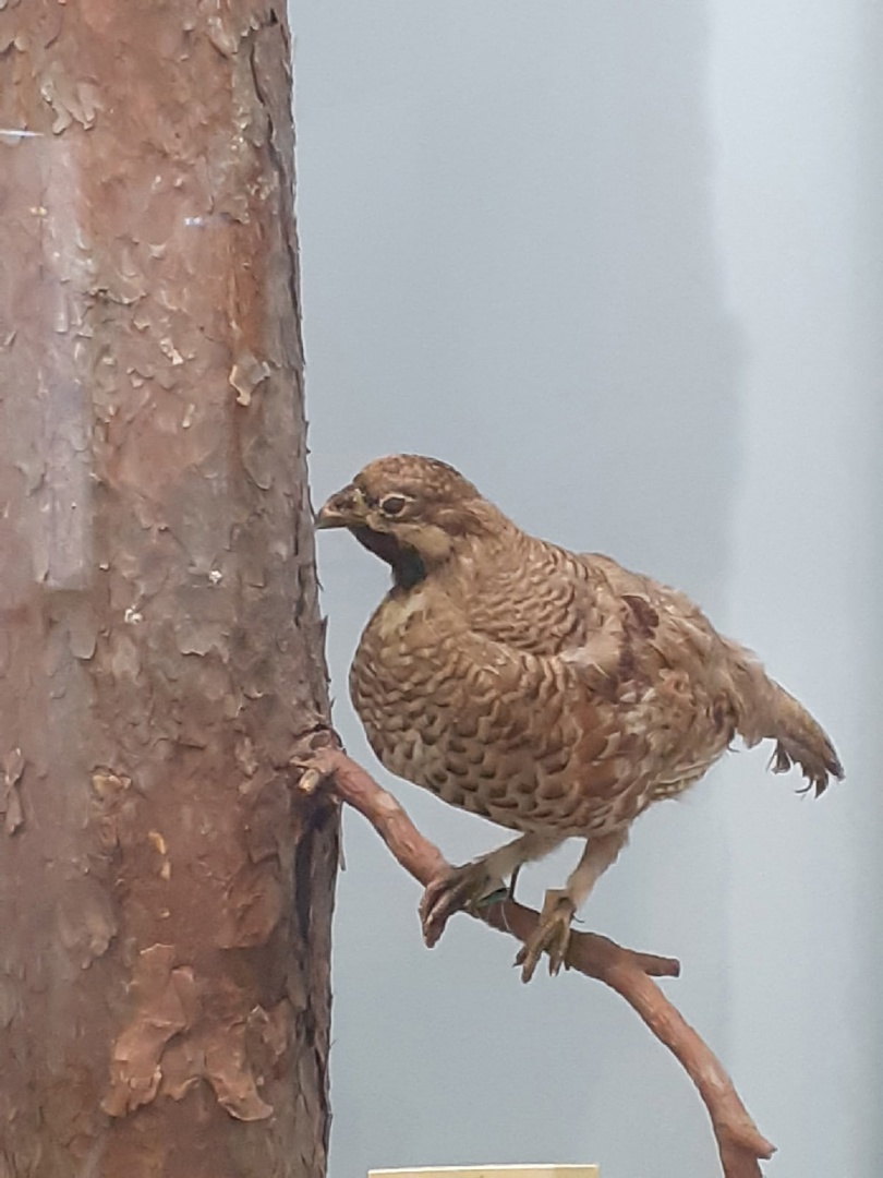 🦅🕊19 февраля отмечается День орнитолога в России - профессиональный праздник людей, изучающих жизнь птиц. Какие виды птиц "обитают" в МРОКМ имени И.Д. Воронина? Попробуйте определить: vk.com/mrokm?w=wall-8…
#mrokm_saransk #ДеньОрнитолога