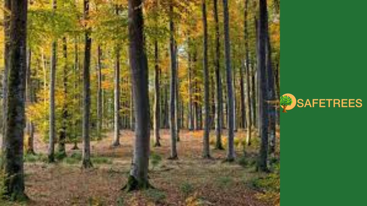Trees_token's tweet photo. If you didn't get into $TREES IDOs - don't miss $TREES on LBank exchanges. $TREES from pancakeswap now. It’s hard when the price gone high.
Join us: https://t.co/NTAePblc0z
@gate_io
#trees2gate
@BinanceBCF
@SBF_FTX
#TreesArmy #TreesApp https://t.co/q101AyBflv