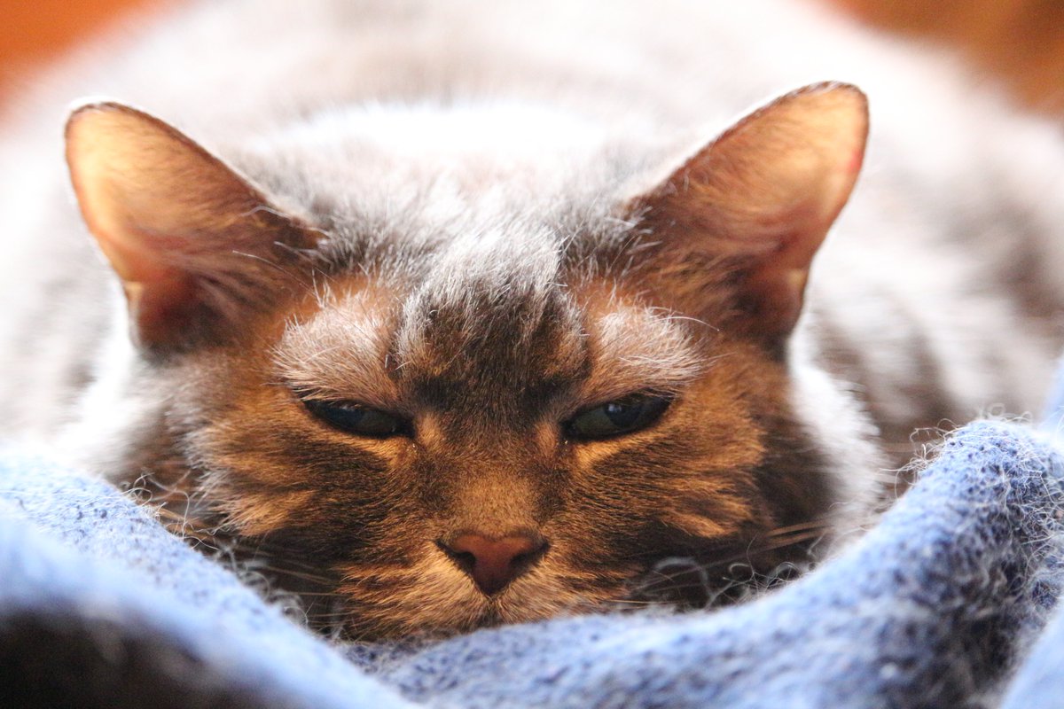 Elenor103's tweet photo. Arhoswch tu fewn yn glud ffrindiau!
#CatsOfTwitter #StormEunice #cathod https://t.co/i9rUsGs1YI
