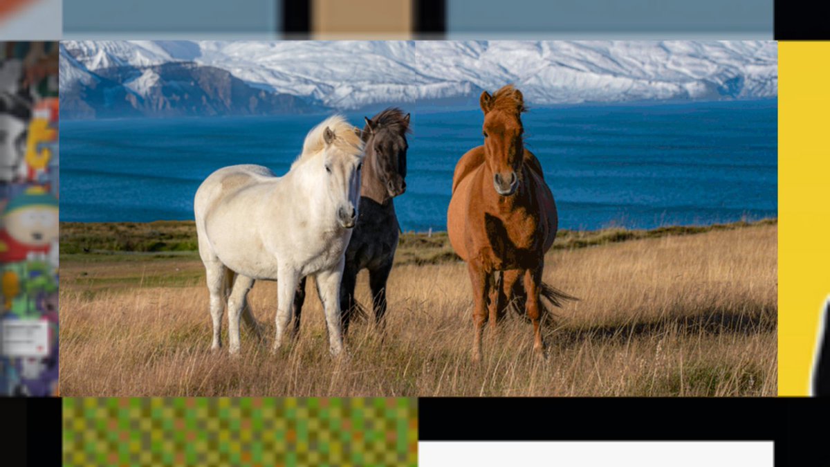 decentraboard_'s tweet photo. Love seeing new images pop up on Decentraboard 😍

These beautiful horses are now on slot 073 and 074. 🐎

#decentraboard https://t.co/fch5ToD98H