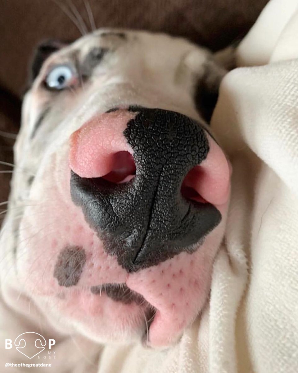 Boop 👆
📷: @theothegreatdane
🐶: Great Dane
#boopmynose