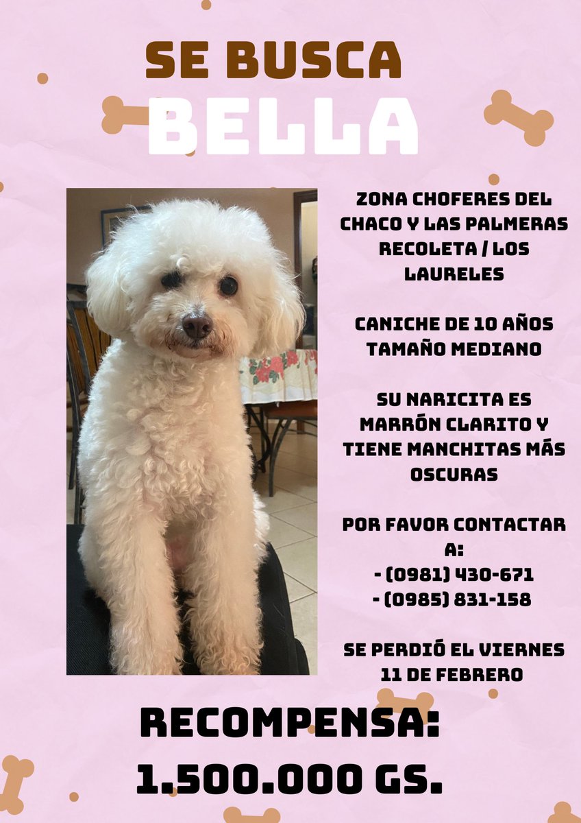 AdriAldereteg's tweet photo. Una semana que se nos perdió mi bebé, no entiendo en serio porque no me la quieren devolver 🥺 Porfa si saben de alguien que la tiene 🙏🏼 hace 10 años es parte de nuestra familia! https://t.co/TwjNehNOyO