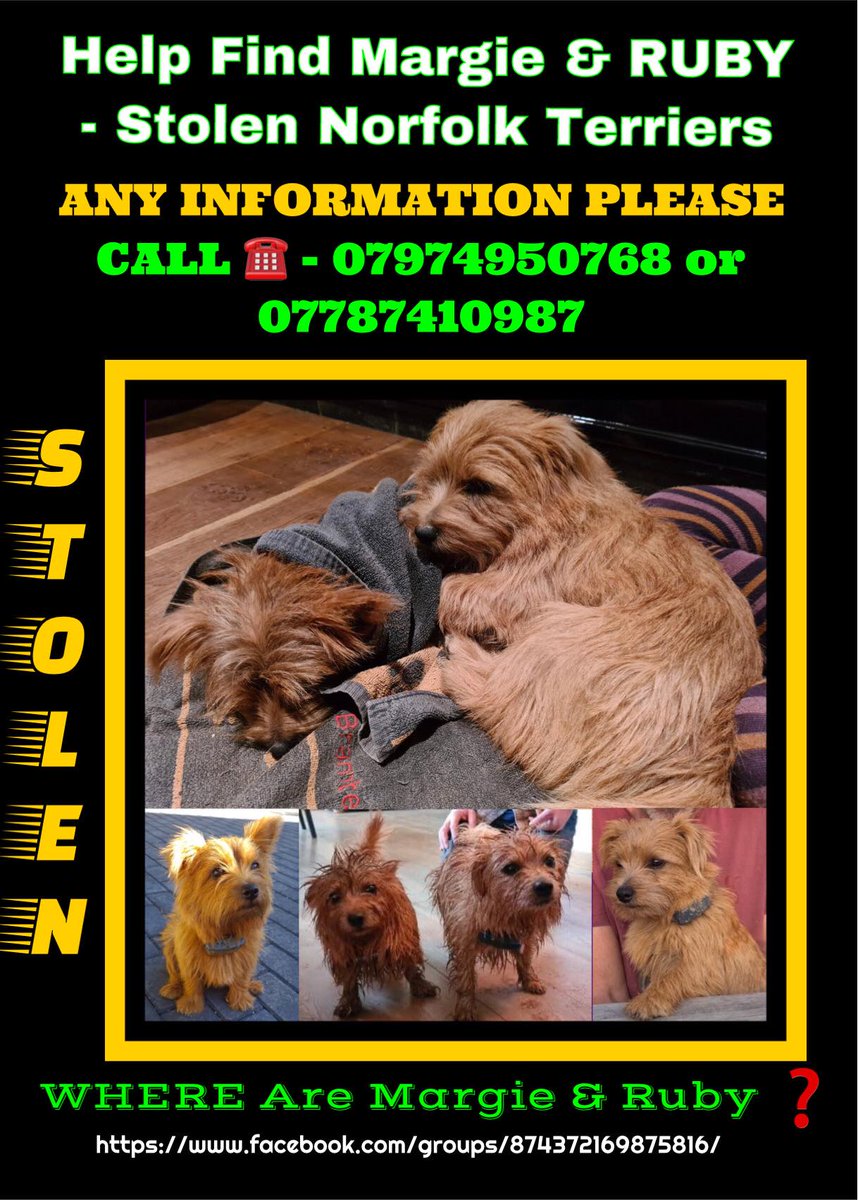 FindMargieruby's tweet photo. So hoping that Margie &amp; Ruby are somewhere warm and safe in all this stormy weather. I hate to think that they could be outside in a cage or on loose. But they are resourceful, so I am holding onto that thought. 🌻🌹💔
#StolenMargieandRuby
#Cornwall https://t.co/yMIPEmLV8Z