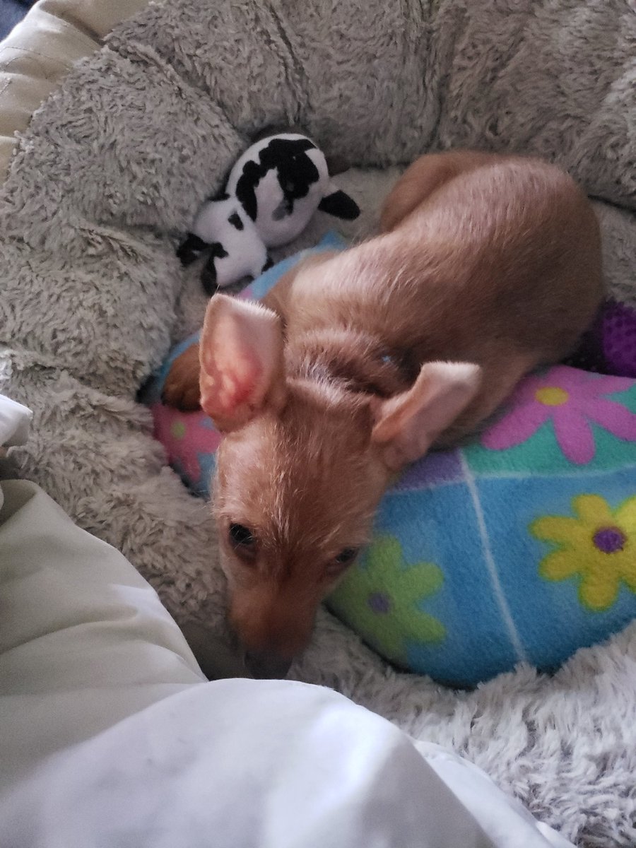 SEOcopy's tweet image. This lil Topolino has so much energy in the morning...but the cuteness 😍 takes over any irritation I may have had😏!! #FosterDogs #FosterFirst #DogsofTwittter